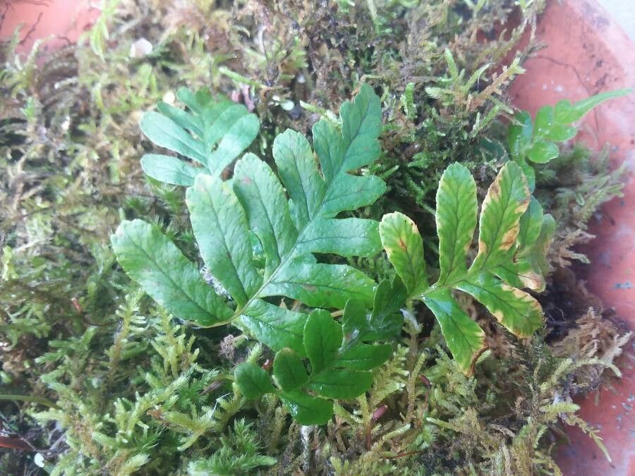 Polypodium amorphum leaf