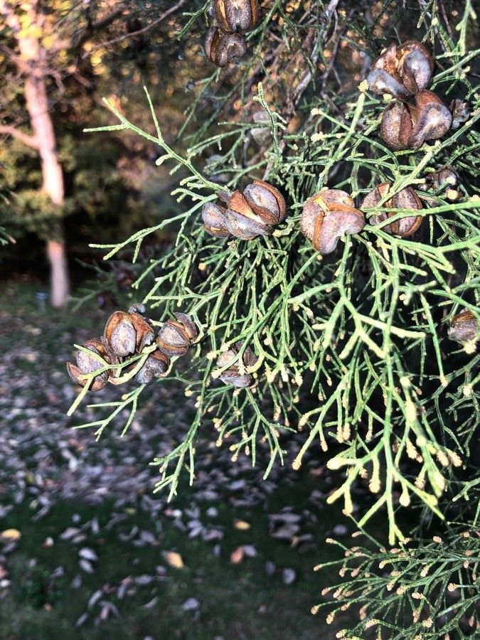 Tetraclinis articulata leaf