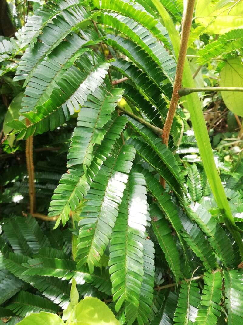 Pentaclethra eetveldeana — related species from the same genus