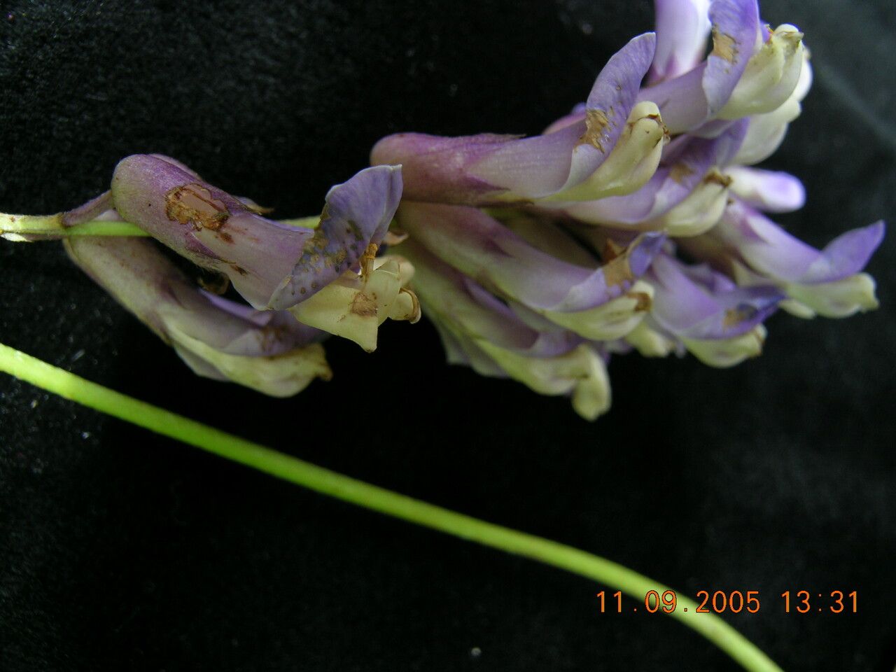 Amphicarpaea ferruginea habit