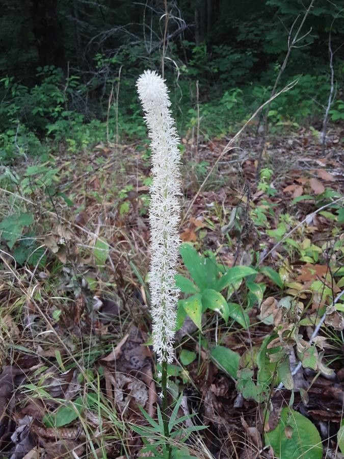 Chamaelirium luteum habit