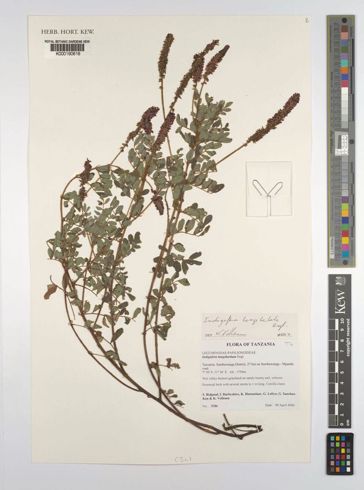 Indigofera longebarbata — search result for 'Indigofera'