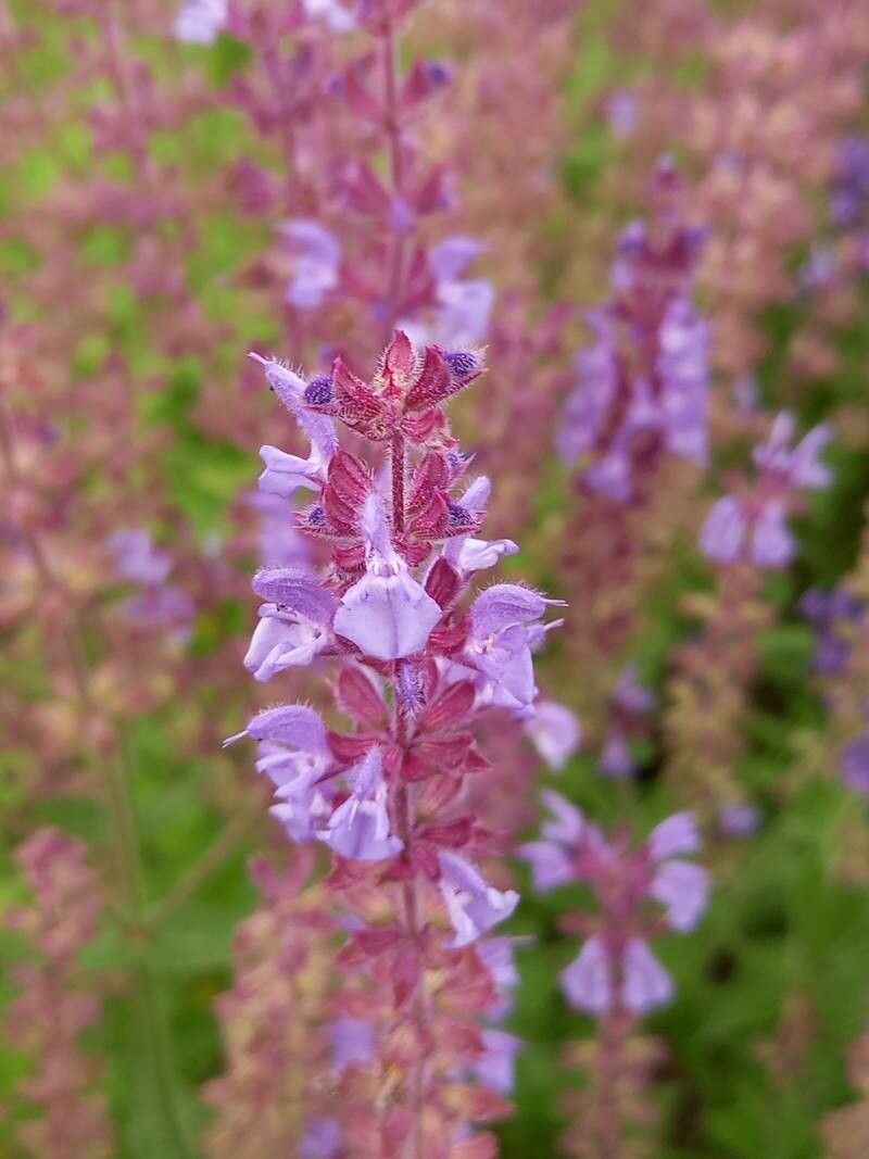 Salvia amplexicaulis flower