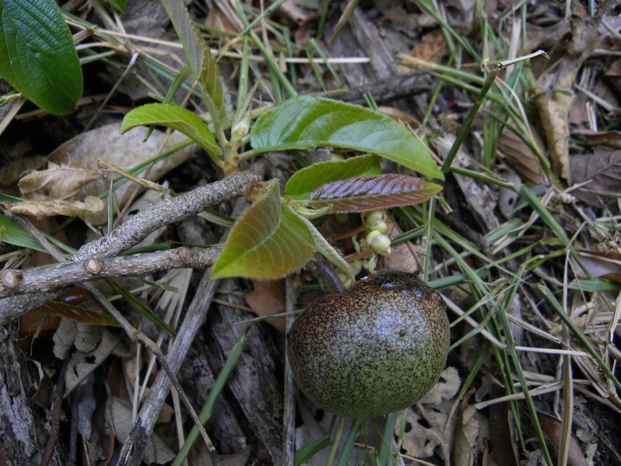 Zuelania guidonia fruit
