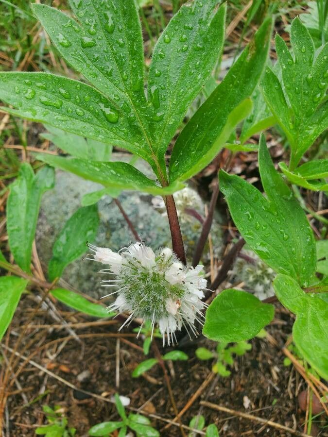 Hydrophyllum capitatum flower