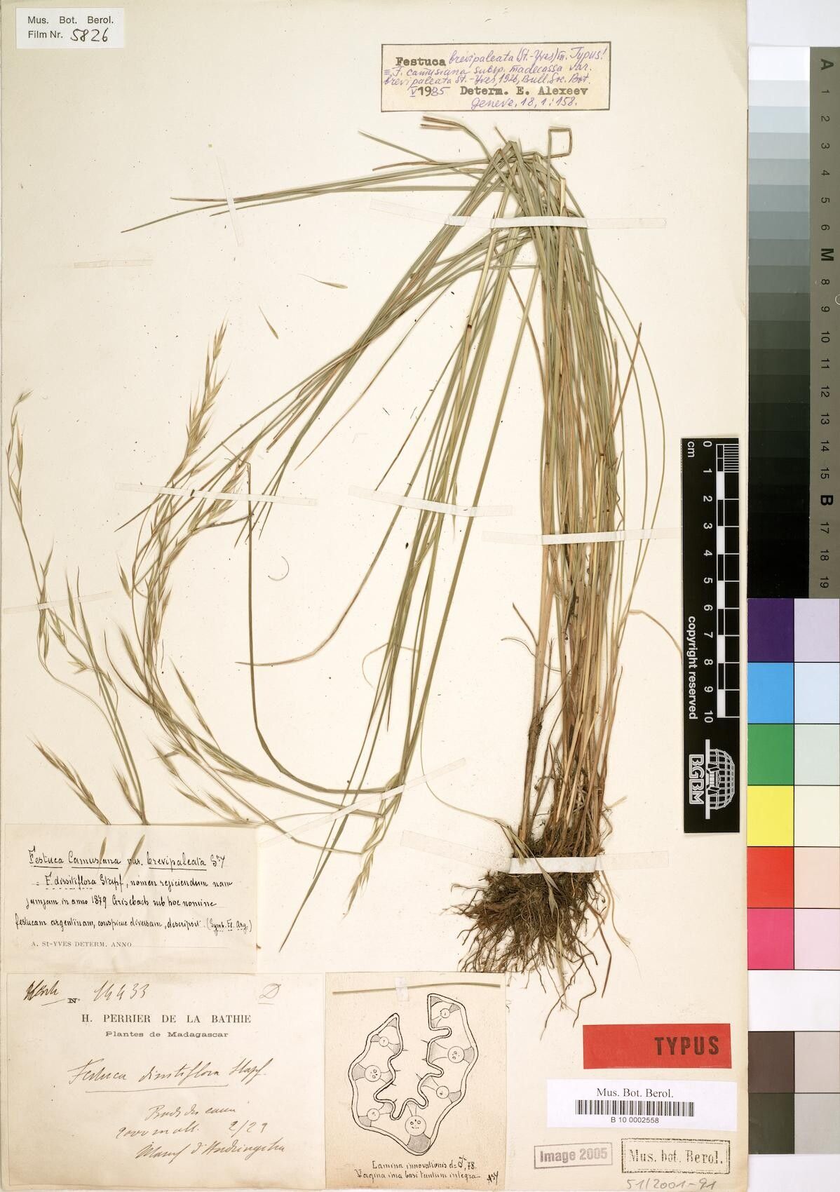 Festuca brevipaleata — houseplant care guide