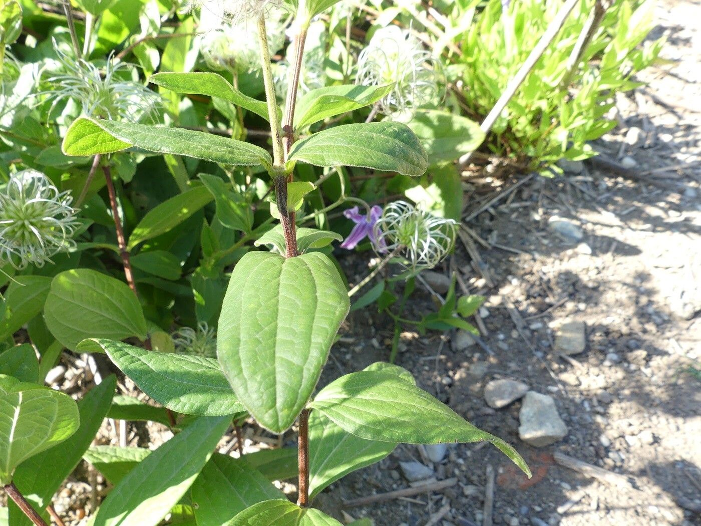 Clematis integrifolia leaf