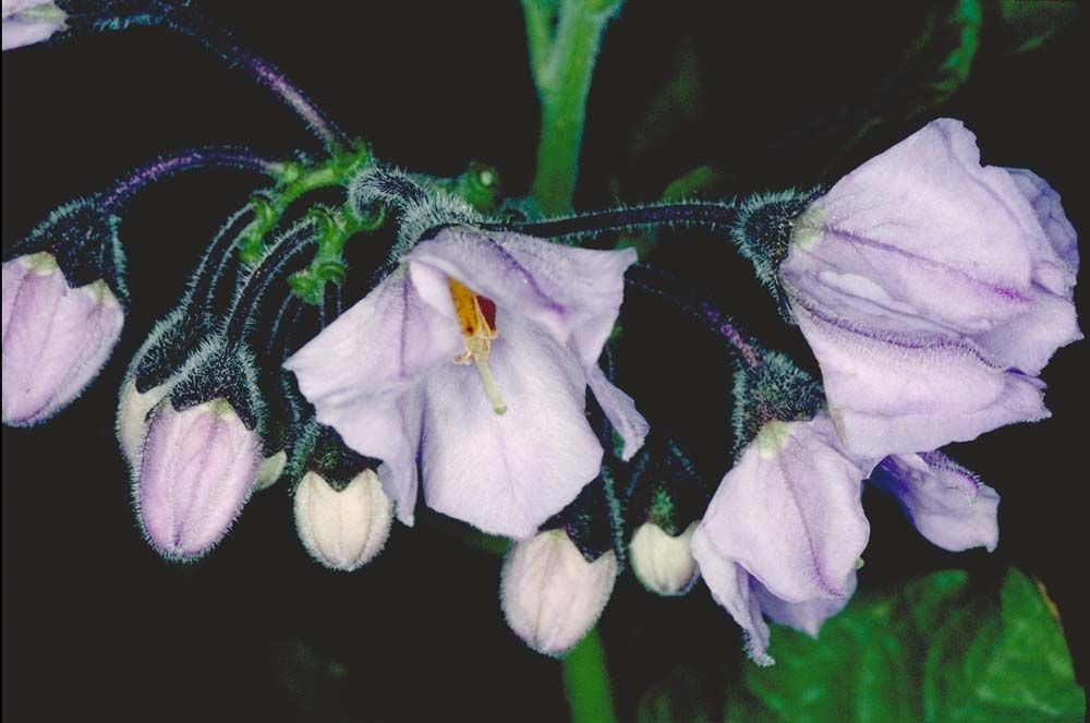 Solanum wallacei flower