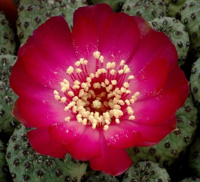 Rebutia canigueralii flower
