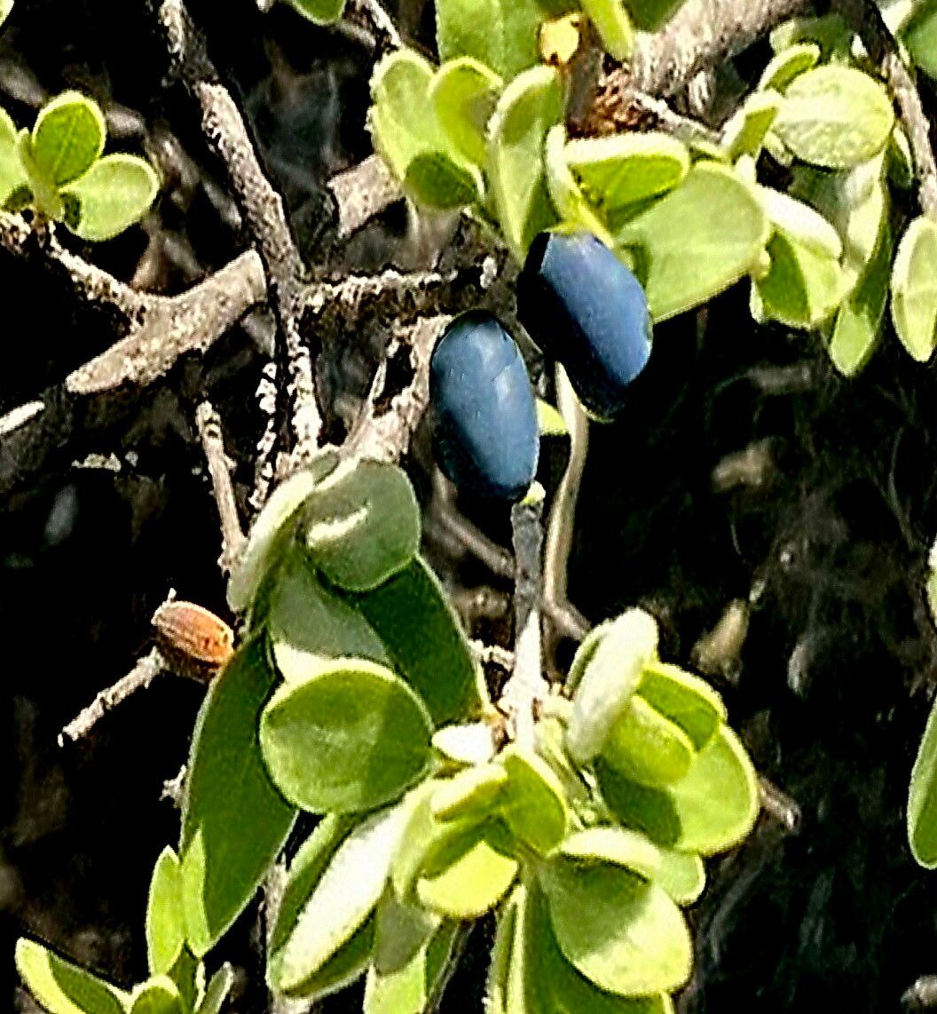 Forestiera phillyreoides fruit