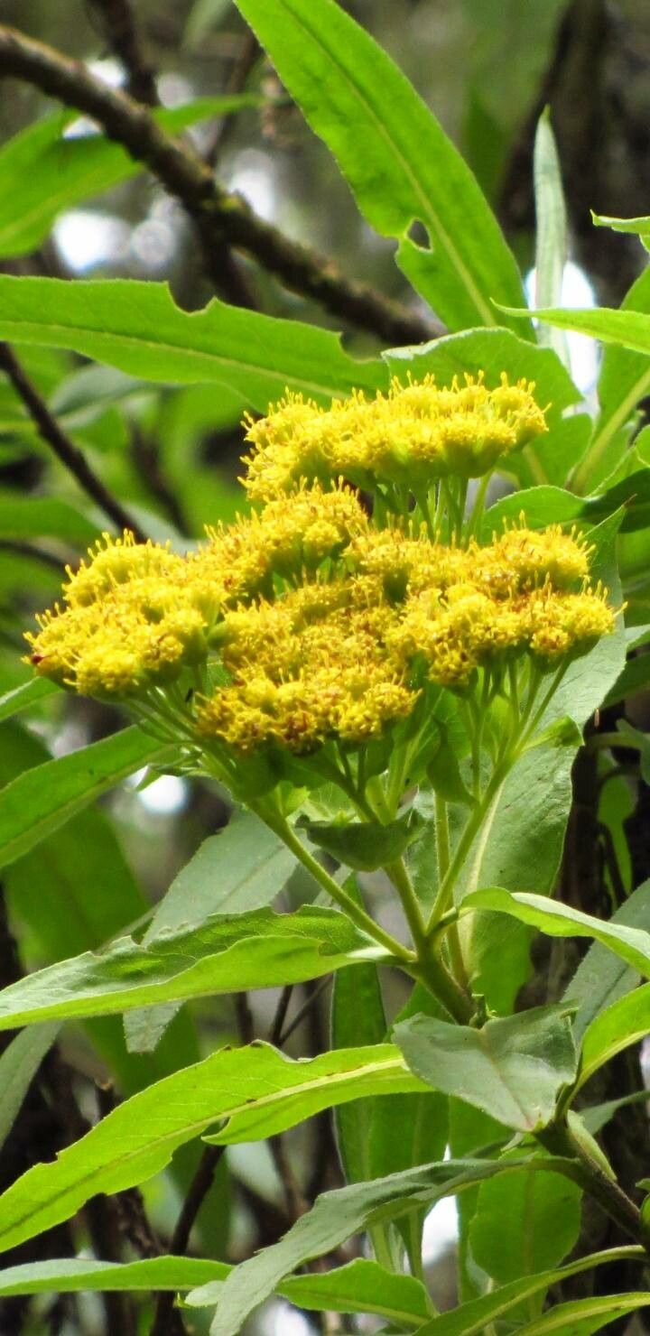 Psiadia punctulata flower