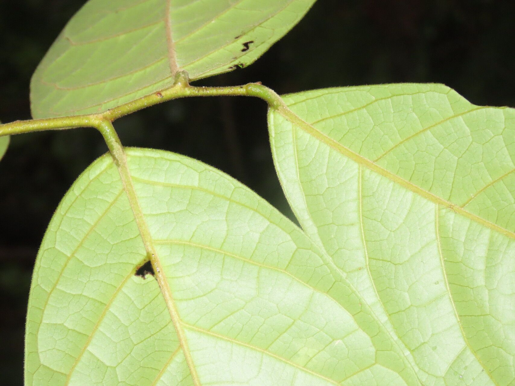 Leretia cordata — search result for 'Suriname'