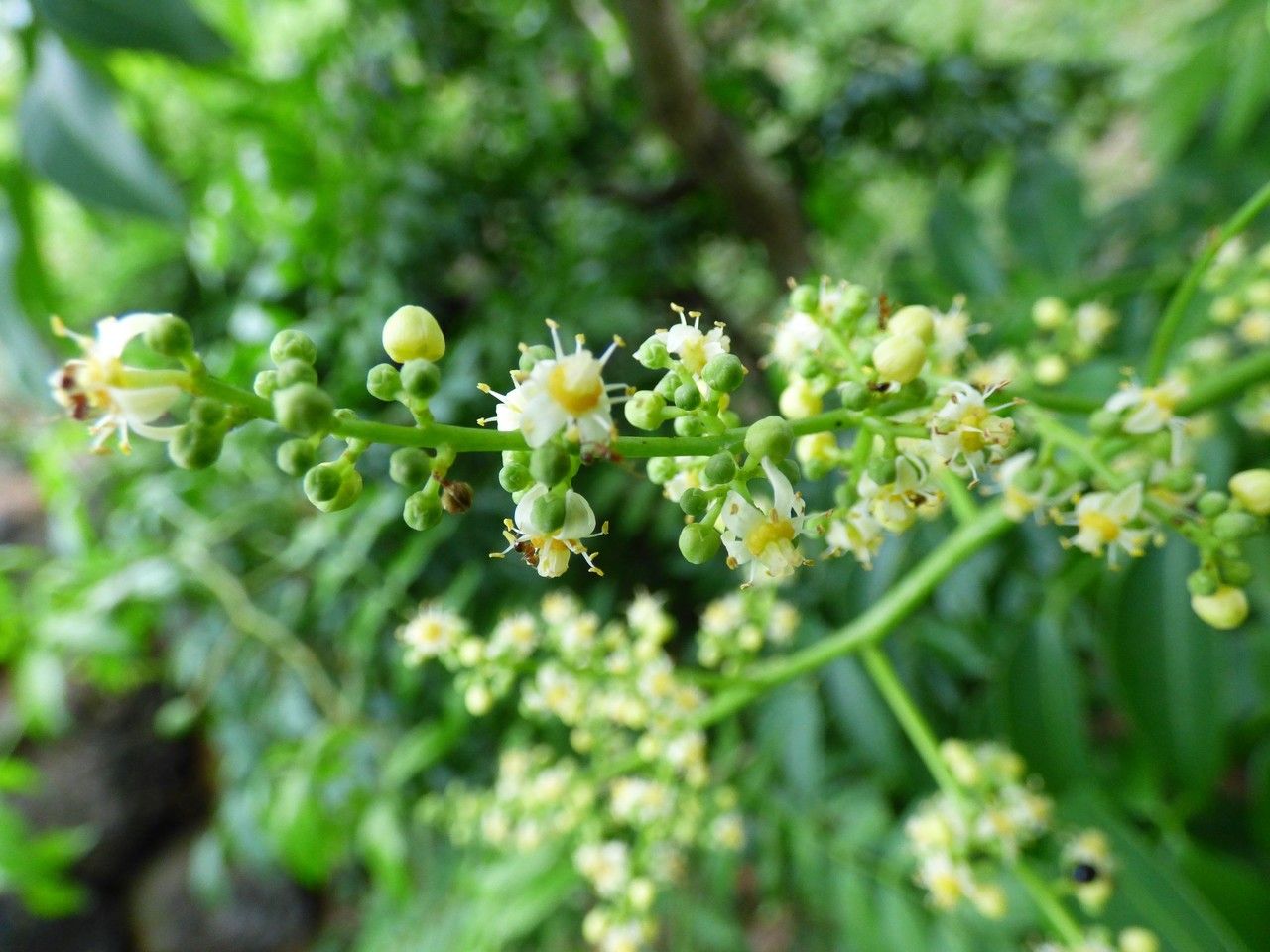 Spondias cytherea flower