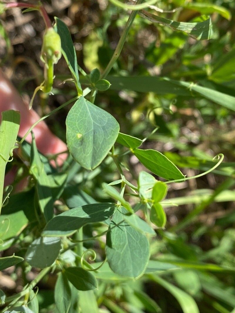 Lathyrus tuberosus leaf