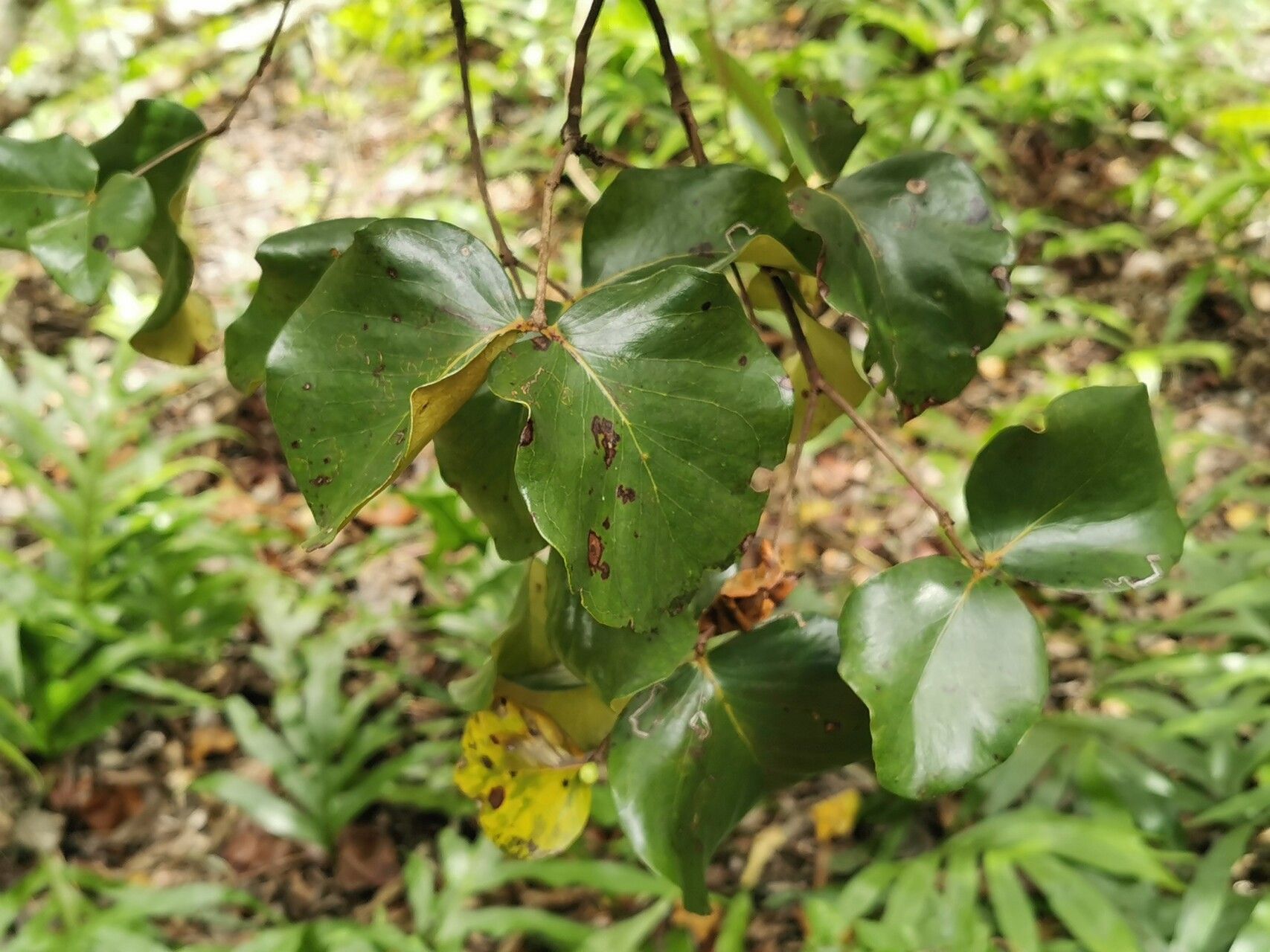 Eugenia lucida leaf