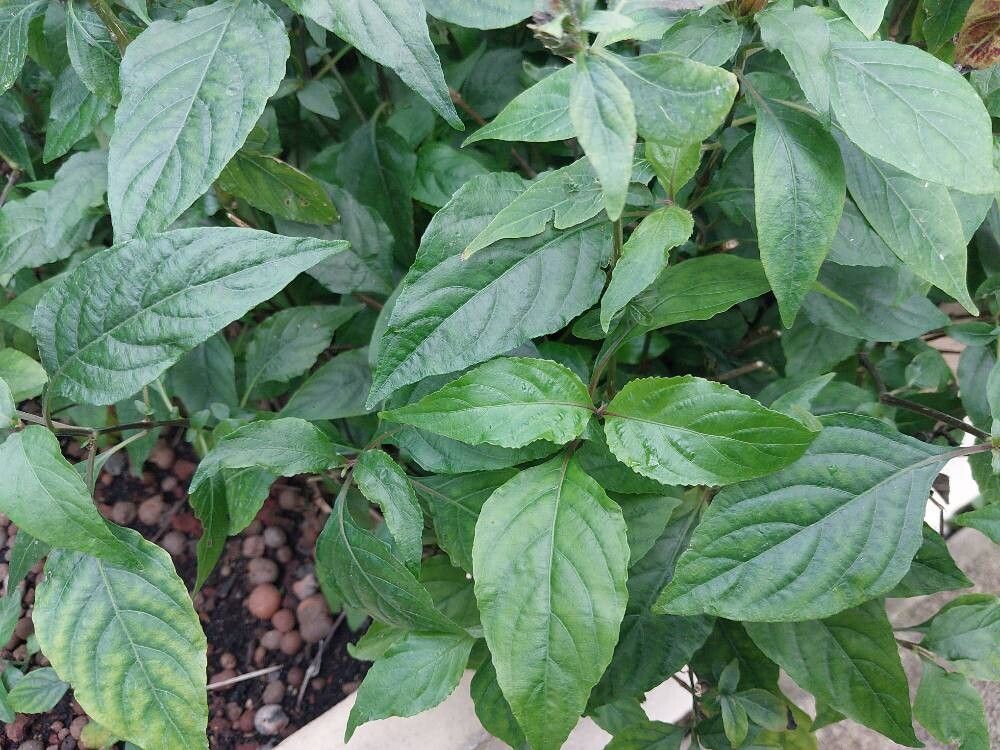 Phaulopsis ciliata — related species from the same genus