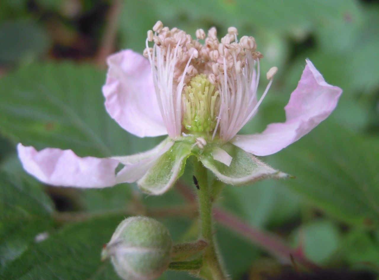 Rubus albionis flower