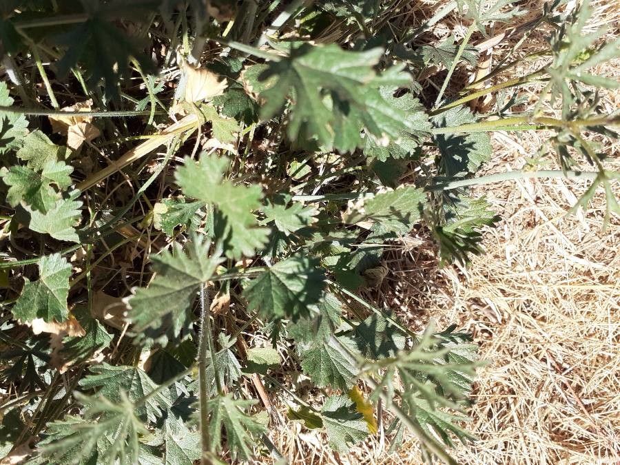Malva tournefortiana leaf