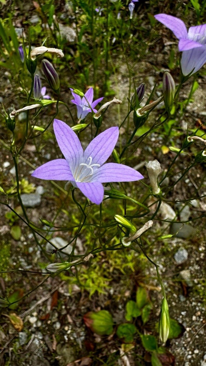Campanula patula subsp. abietina flower