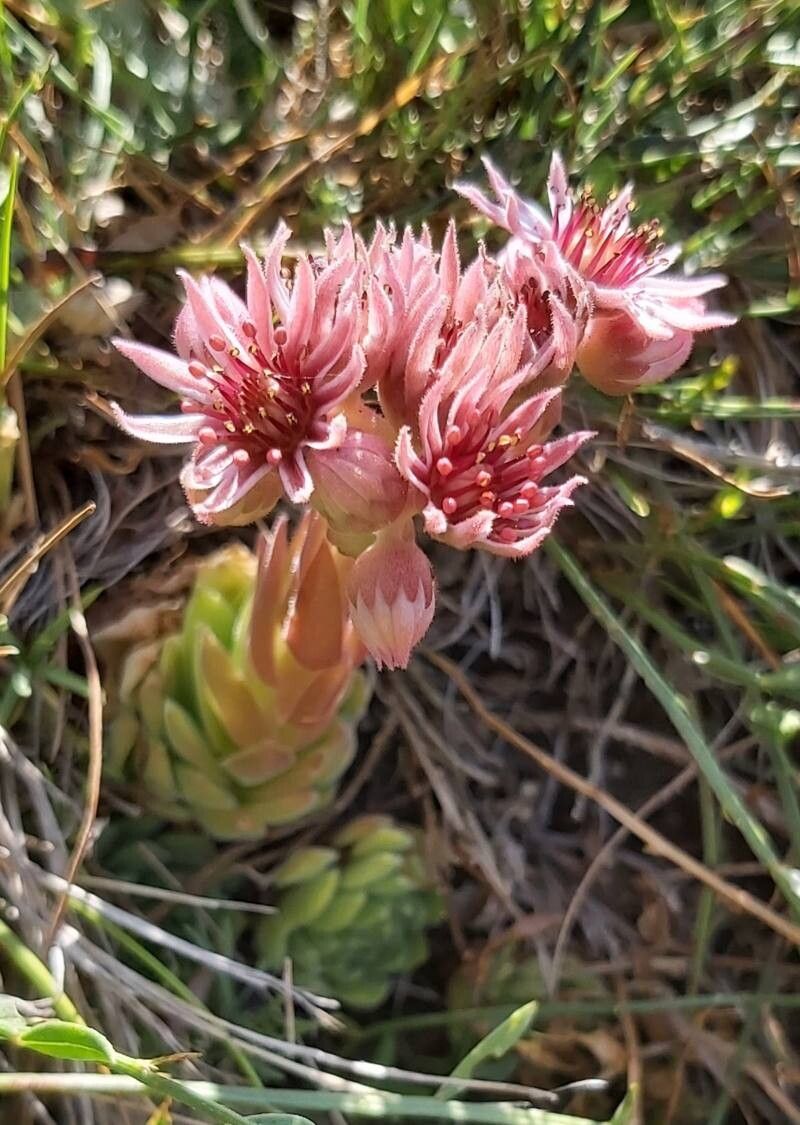 Sempervivum erythraeum flower