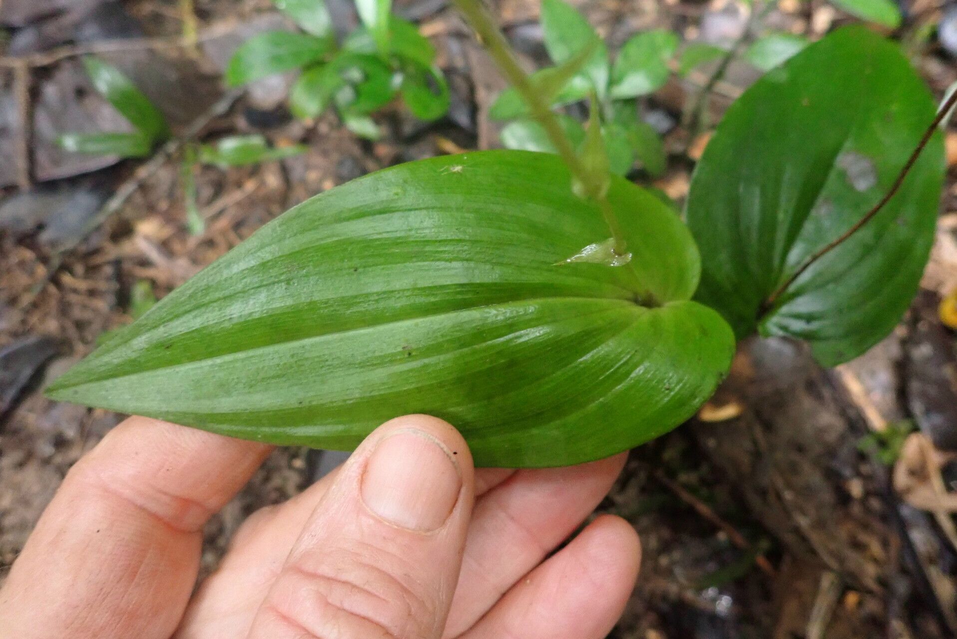 Liparis clareae — houseplant care guide