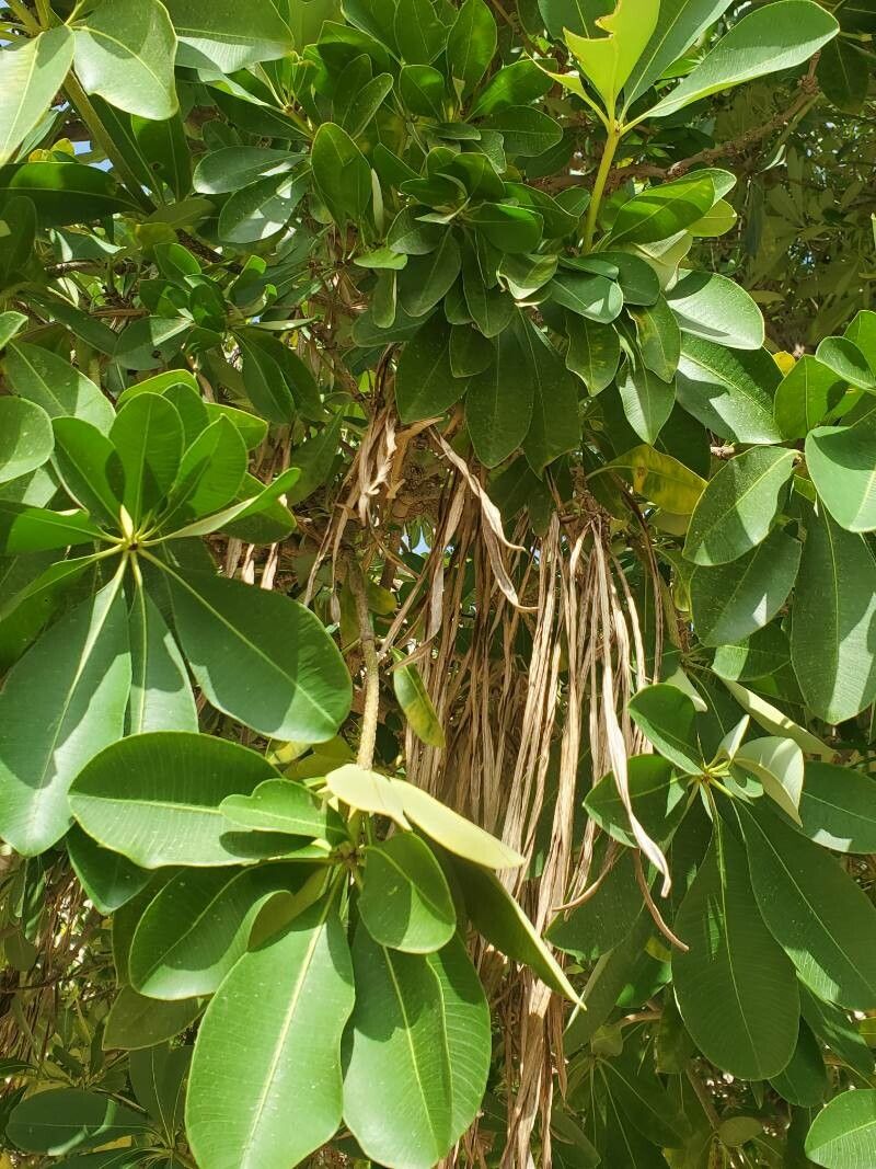 Alstonia congensis — search result for 'Alstonia'