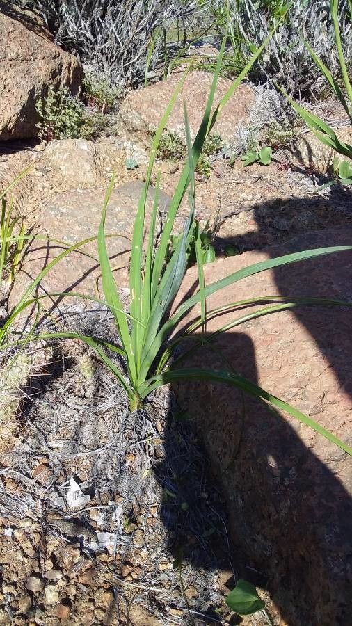 Pasithea caerulea — houseplant care guide