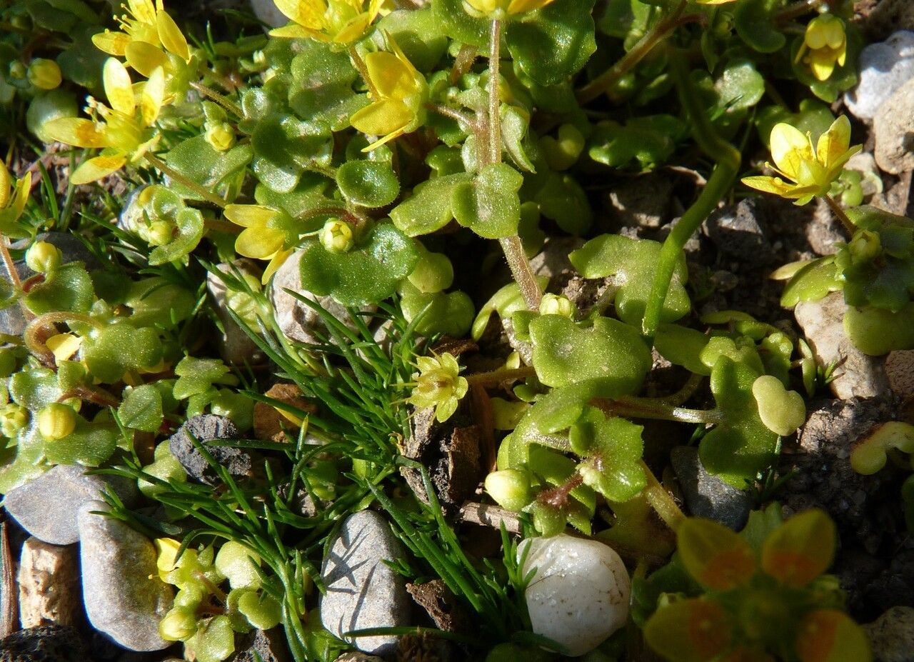 Saxifraga cymbalaria — search result for 'Saxifraga'