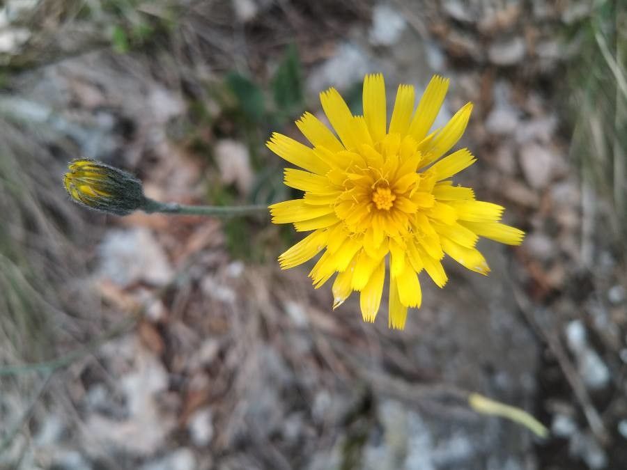 Hieracium bifidum flower
