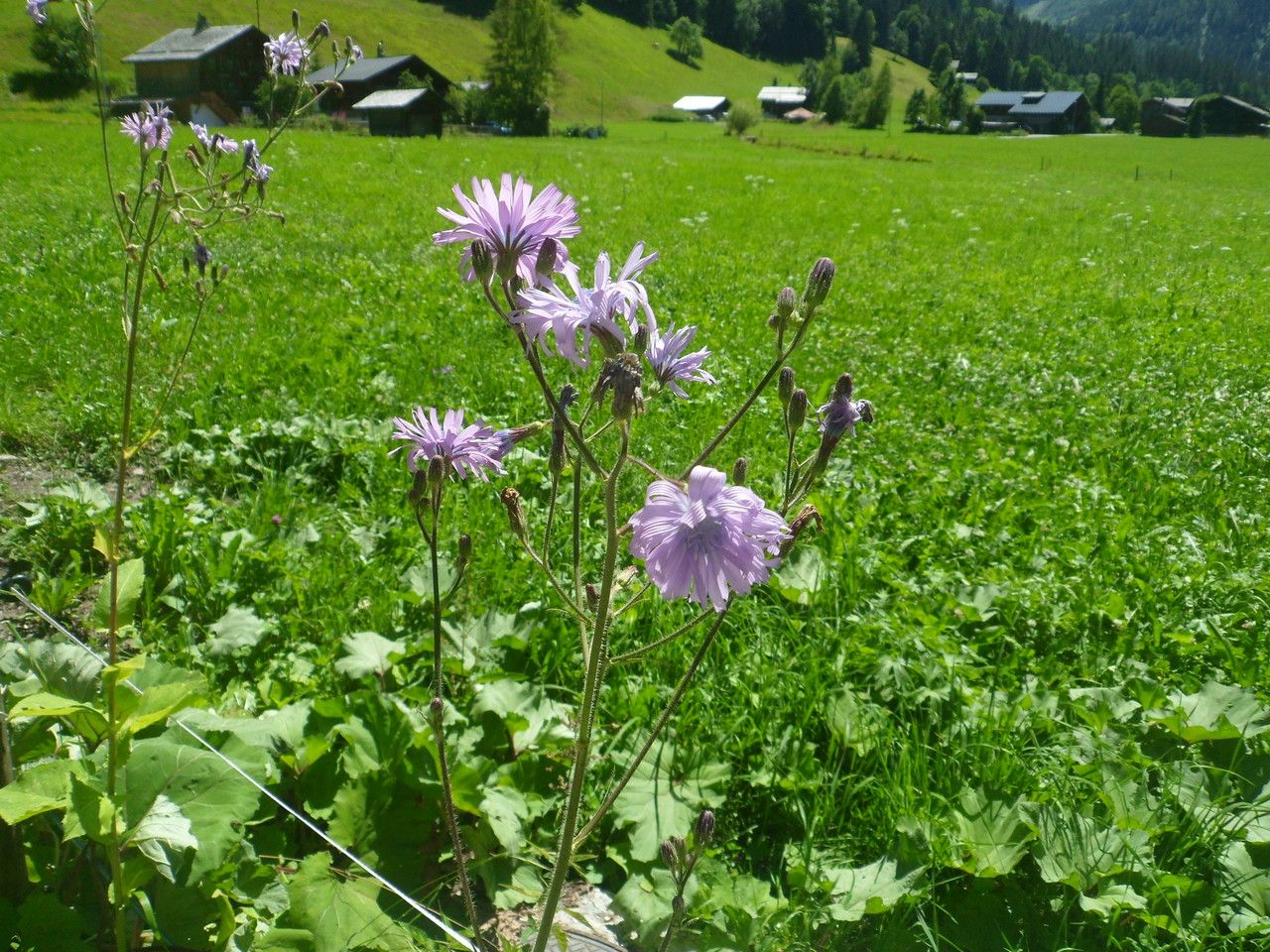 Lactuca plumieri flower