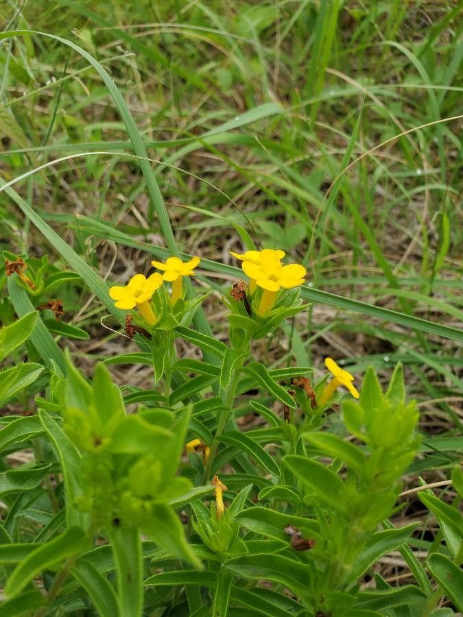 Lithospermum canescens flower