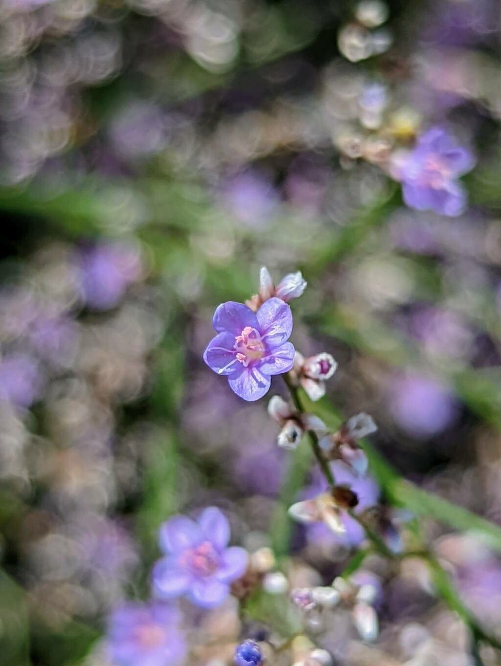 Goniolimon speciosum flower
