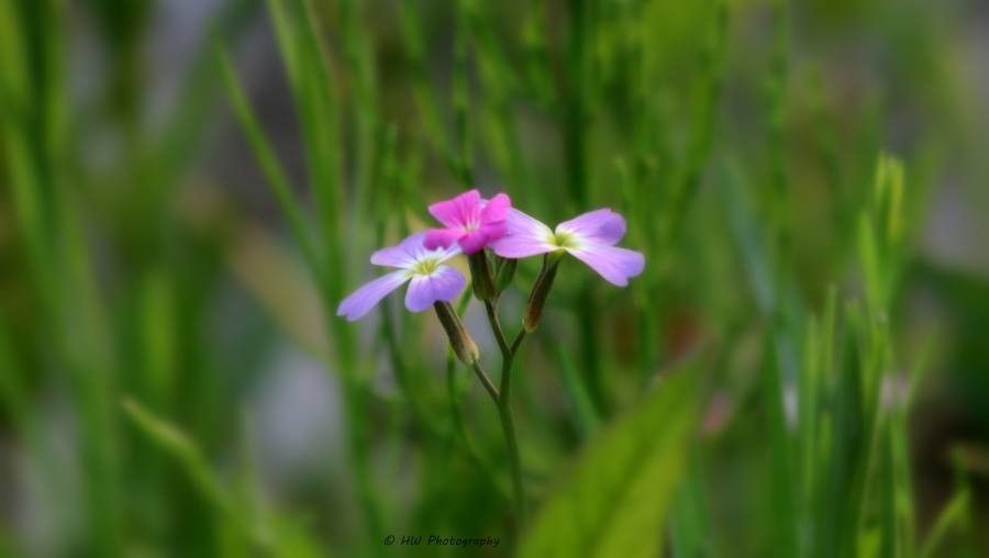 Primula laurentiana flower