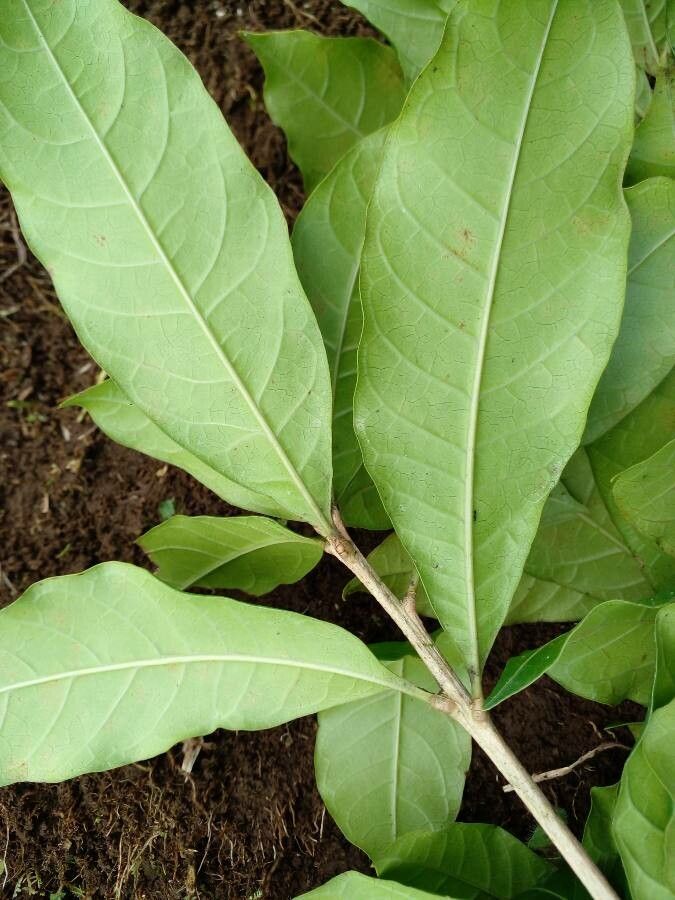 Quercus sapotifolia leaf