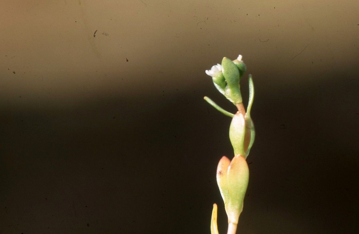 Montia hallii — related species from the same genus