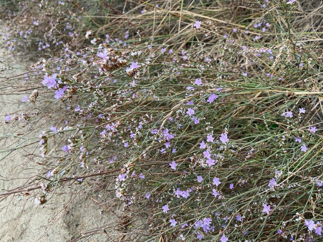 Limonium dubium — houseplant care guide