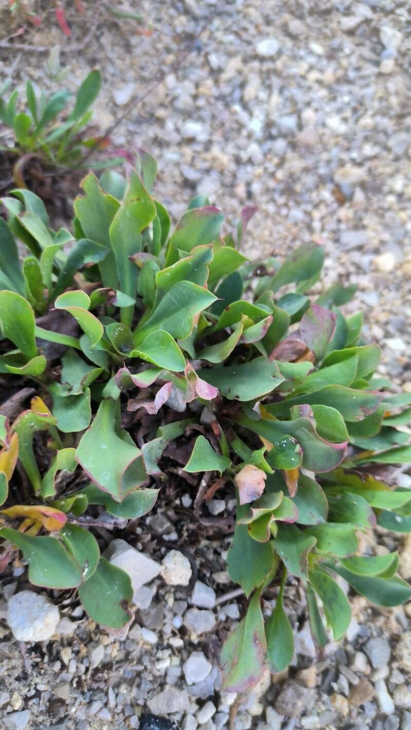 Limonium densissimum — houseplant care guide