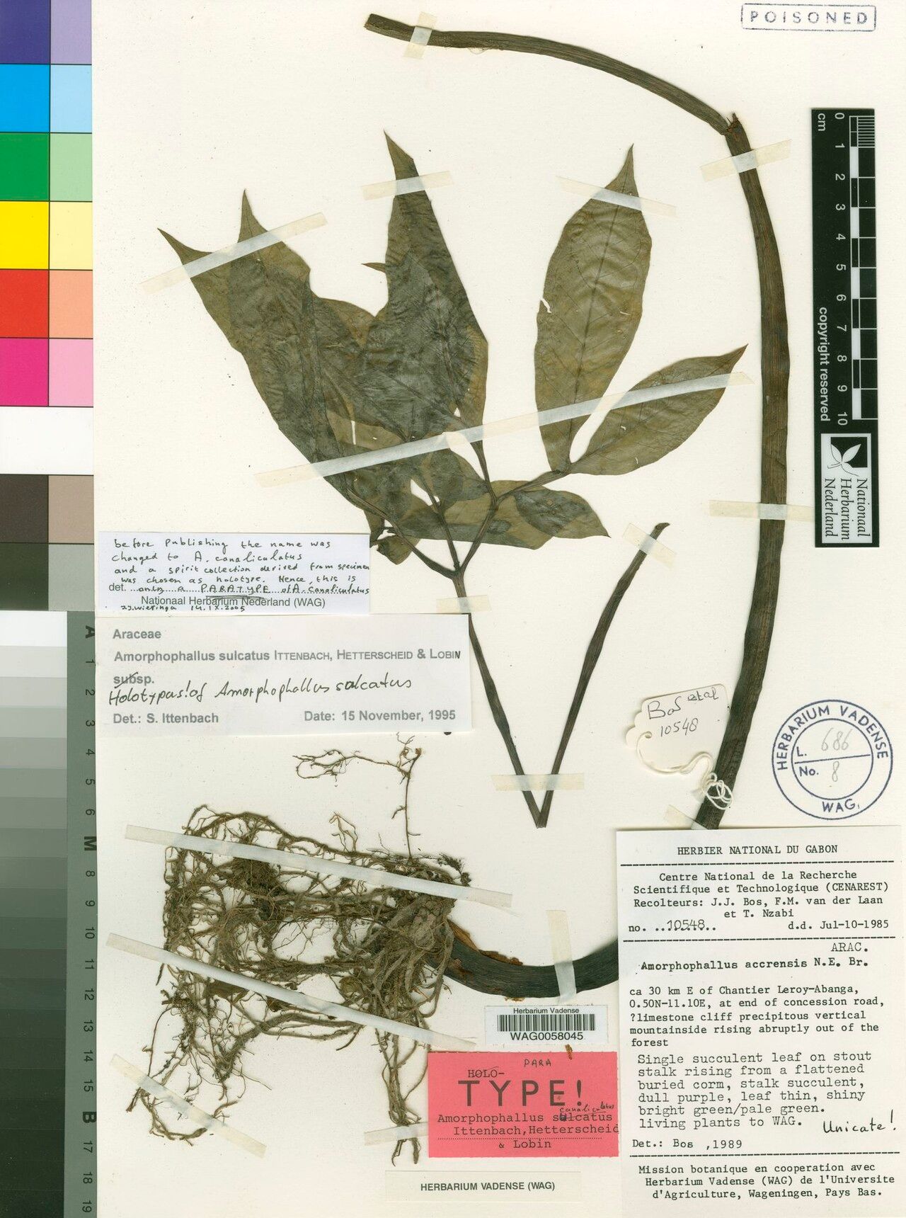 Amorphophallus canaliculatus — houseplant care guide