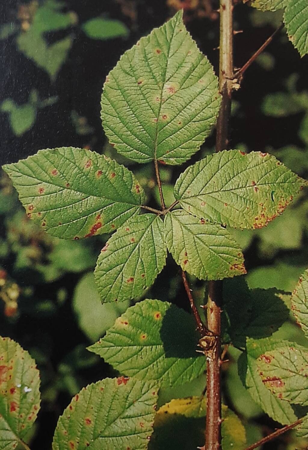 Rubus cordiformis — houseplant care guide