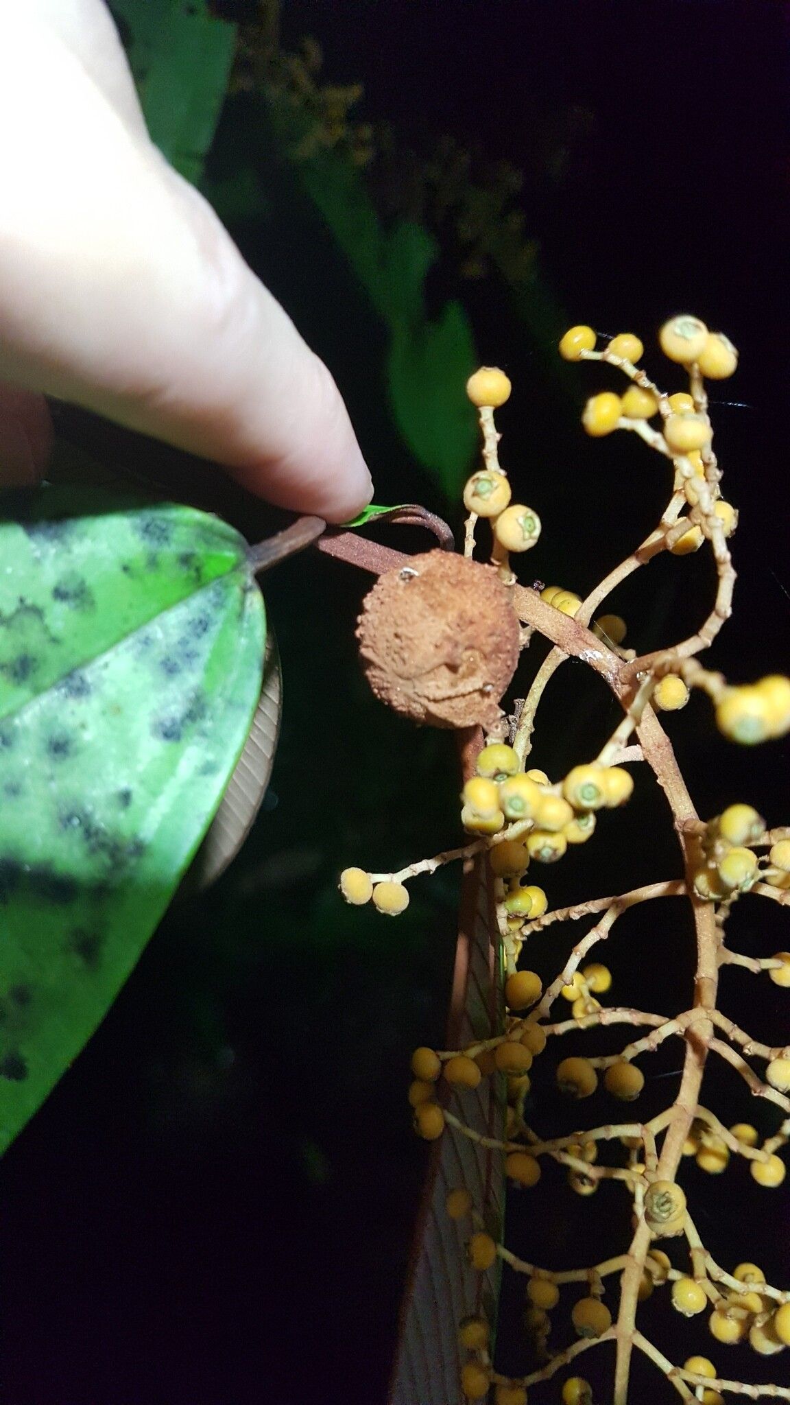Miconia eriodonta fruit