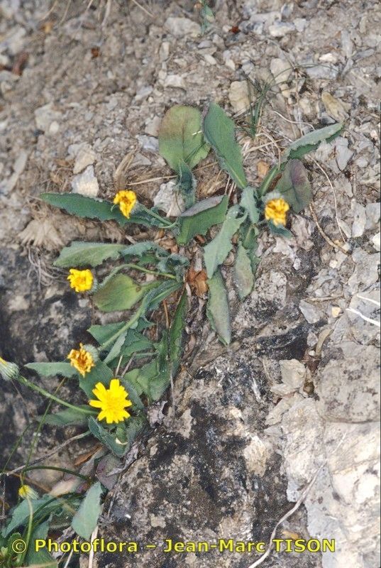 Hieracium rupestre — houseplant care guide