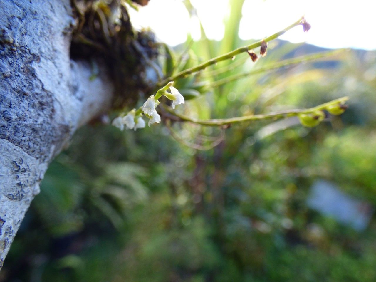 Angraecum microphyton — houseplant care guide