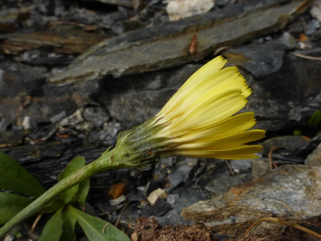 Hieracium glaucum other