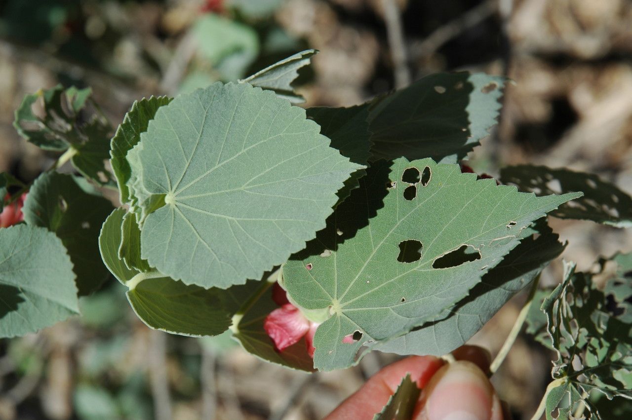 Erythrina sandwicensis leaf