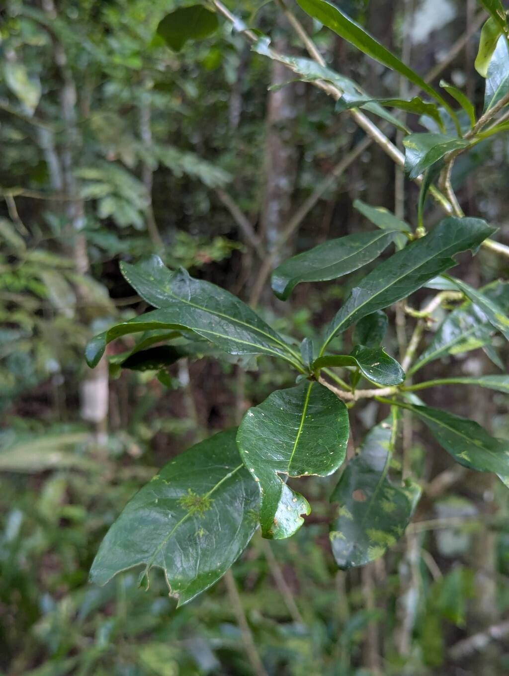 Pittosporum obovatum — search result for 'Pittosporum'