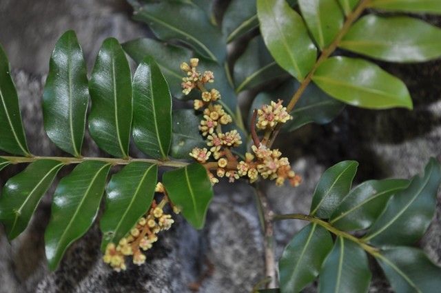 Podonephelium parvifolium — houseplant care guide