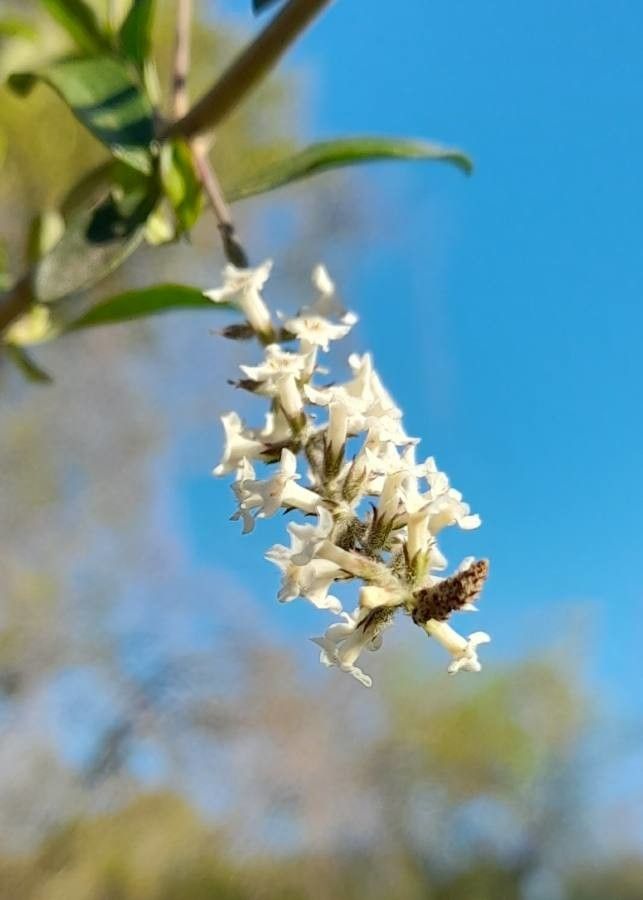 Aloysia gratissima flower