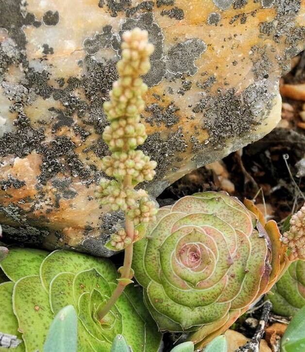 Crassula pseudhemisphaerica flower