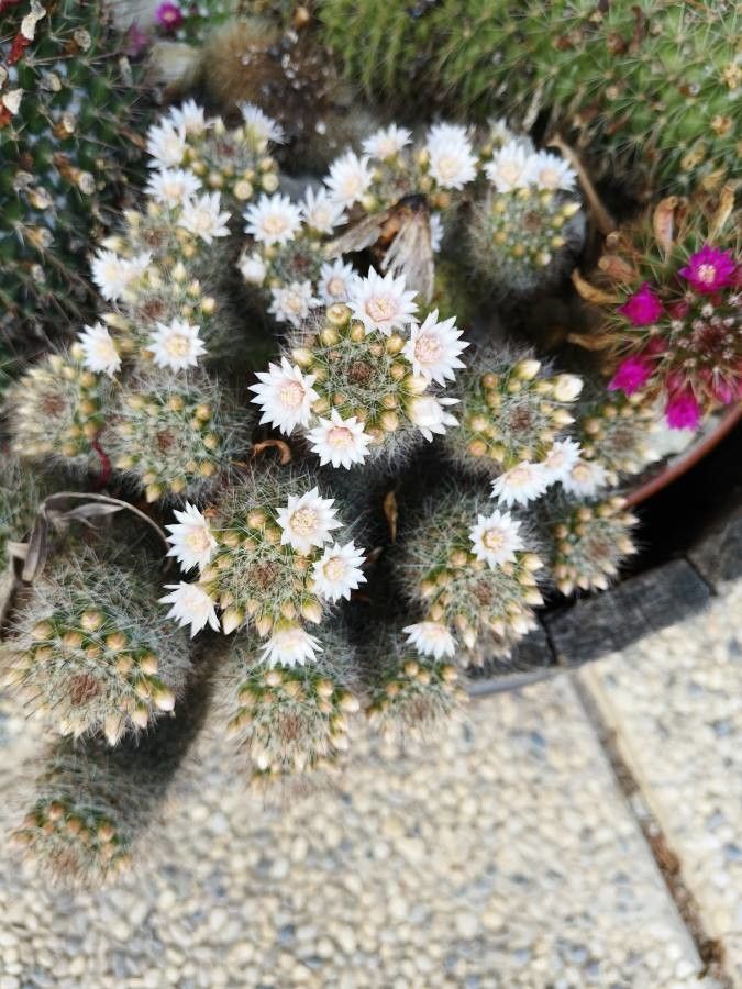 Mammillaria zeilmanniana bark
