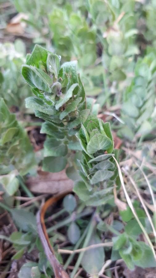 Blechum pyramidatum — houseplant care guide